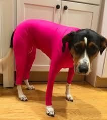Alluring Four-Legged Elastic Pet Clothing For Autumn And Winter (Color: Rose Red, size: 2Xl)
